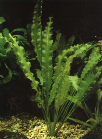 APONOGETON